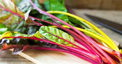 Можно ли есть мангольд сырым?