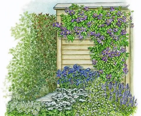 Беседка увитая клематисом