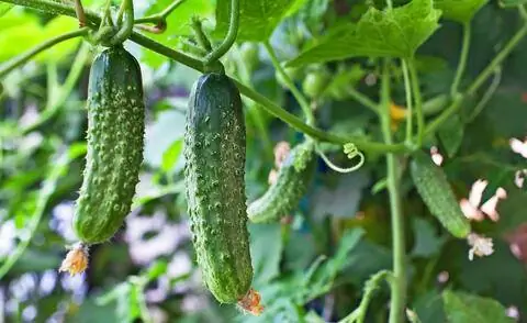 маринованные огурцы