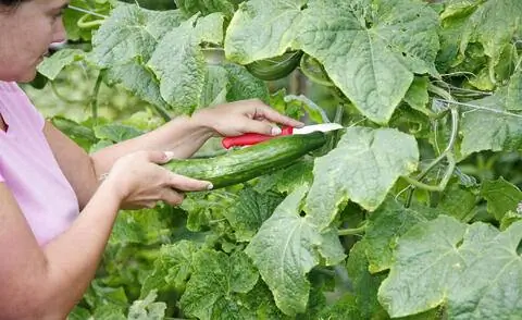 Нарезать огурцы