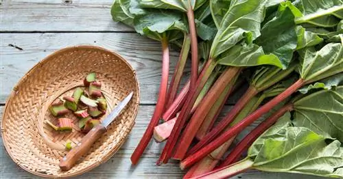 Заморозка ревеня: эти советы помогут вам