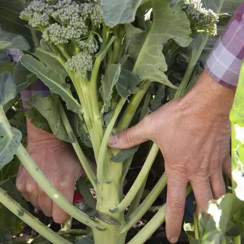 Сбор брокколи Отрежьте стебель