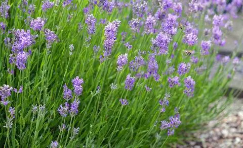 Лаванда на солнечном месте