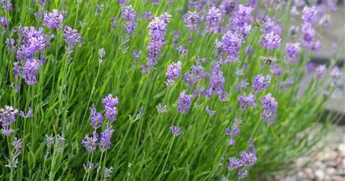 Ваша лаванда не цветет? Это причины