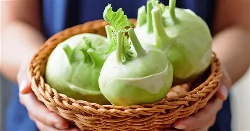 Хранение кольраби: так она долго остается свежей