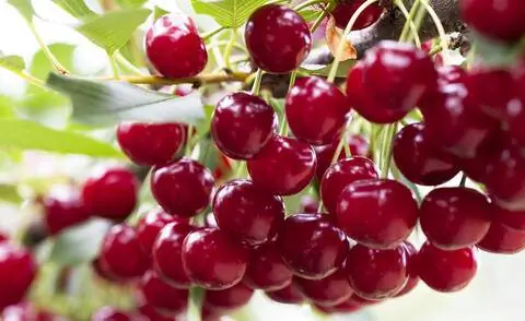 кислая вишня