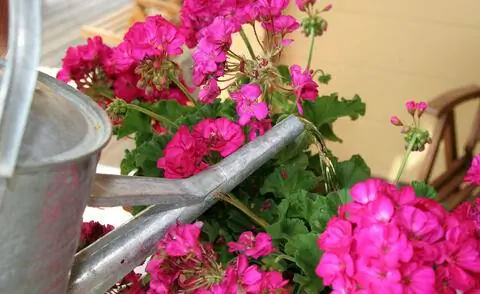 Водяная герань