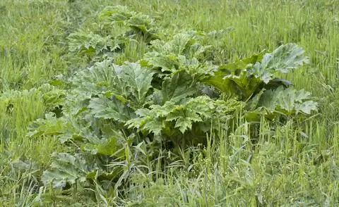 Гигантский медвежий коготь