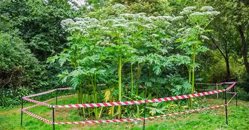 Коготь гигантского медведя: Осторожно, не трогайте