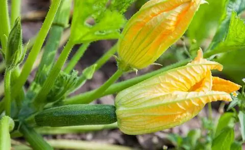 кабачки цветы