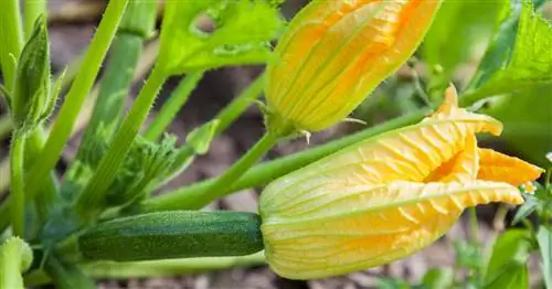 Ваш кабачок не плодоносит? Вот и все