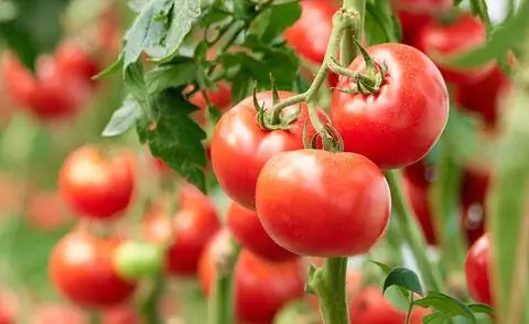 спелые помидоры