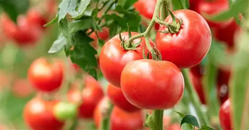 Уборка помидоров: когда и как это делать