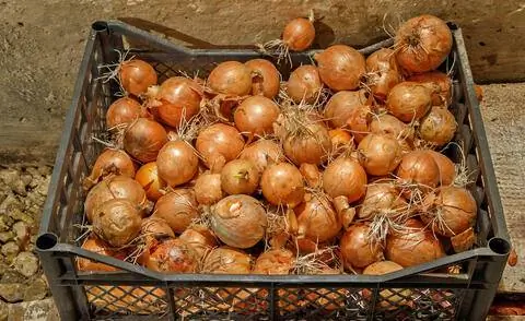 Хранить лук в ящике