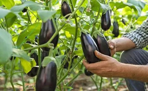 Проверка баклажанов на спелость