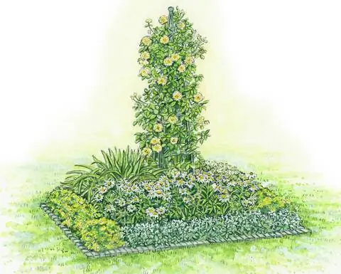 Плетистая роза на квадратном растительном острове