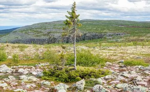 Самое старое дерево в мире