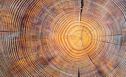 Диск дерева с годовыми кольцами