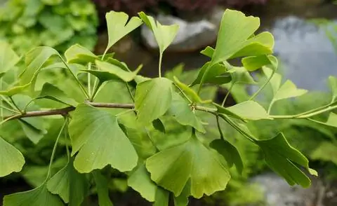 листья дерева гинкго