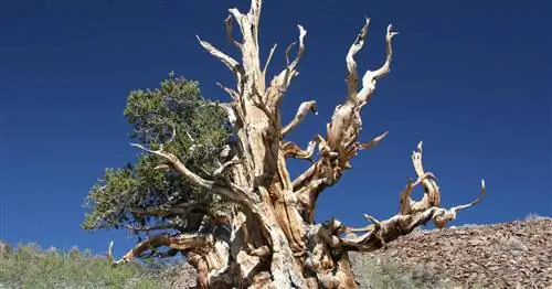 Самое старое дерево в мире