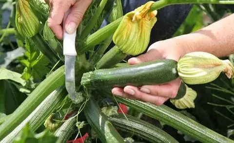 Нарежьте плоды кабачка ножом