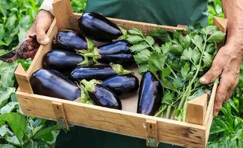 Свежесобранные баклажаны