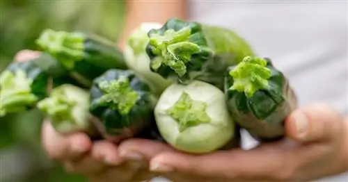 Можно ли есть кабачки сырыми?