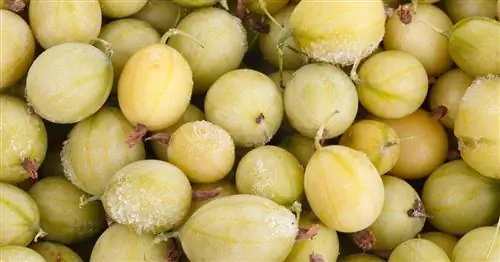 Заморозка крыжовника: это самый простой способ