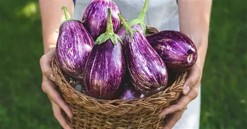 Хранение баклажанов: так они хранятся дольше всего