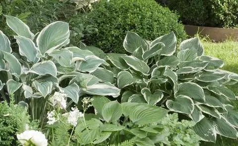 Многолетняя грядка с хостами