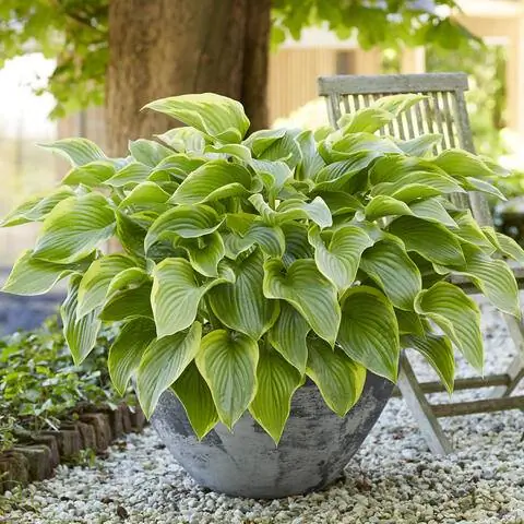 Хоста "Победа" в горшке