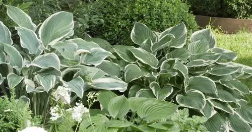 Хосты: 8 сортов, которые улитки не очень любят есть