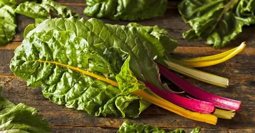 Заморозка мангольда: так он остается хрустящим