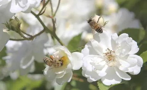 Клумбовая роза 'Пчелиное пастбище'