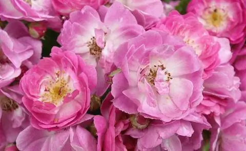 Роза 'Многолетняя голубая'