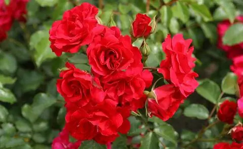 Роза 'Ротилия'