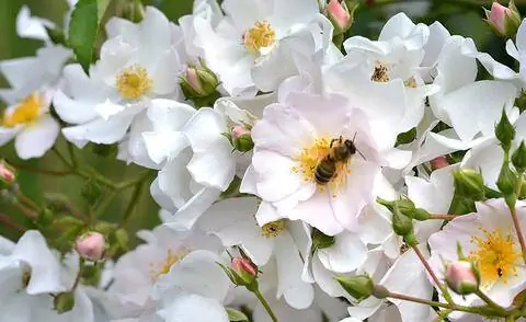 Кустовая роза 'Apple Blossom'