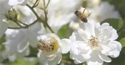 Безопасные для пчел и крепкие: 7 рекомендуемых роз