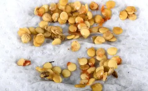 Семена перца