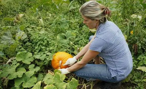 Урожай тыквы