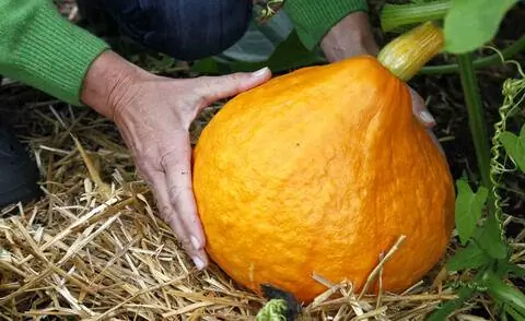 Мульчировать тыкву соломой