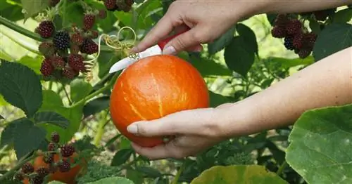 Вот как правильно собирать тыквы