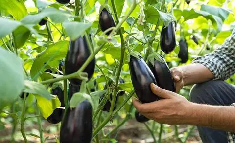 Соберите спелые баклажаны