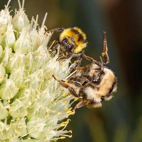 Шмель с поднятой ногой