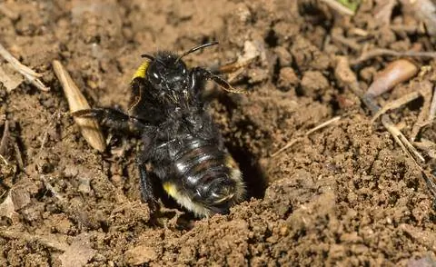 шмель на спине