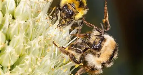 Действительно ли шмели жалят?