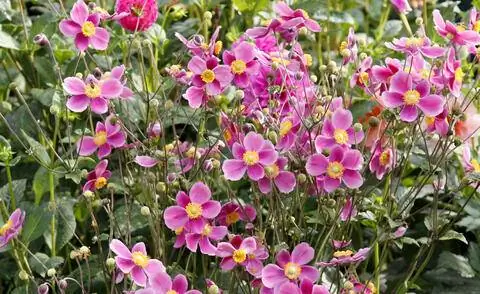 Осенний анемон