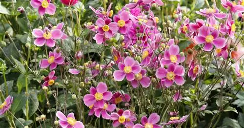 Уход за осенними анемонами: 3 самые большие ошибки