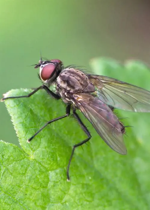 капустная муха