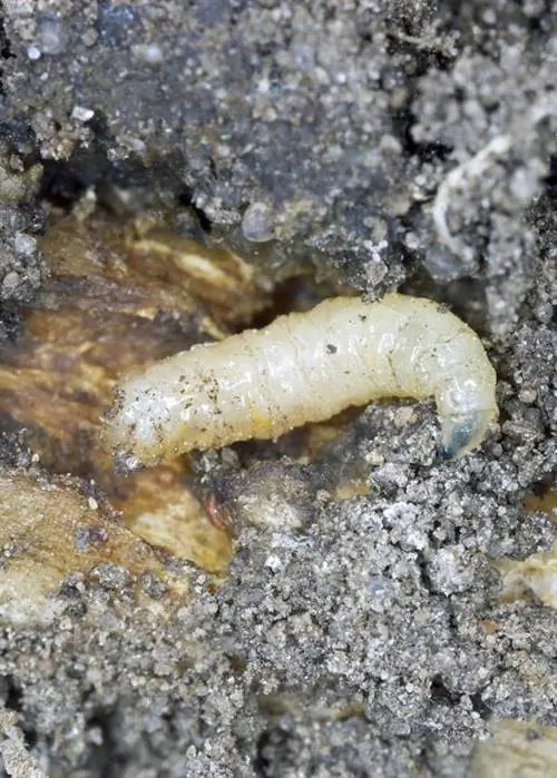 Личинка капустной мухи